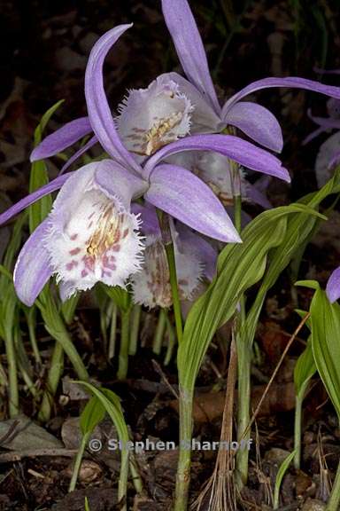 pleione formosana 1 graphic